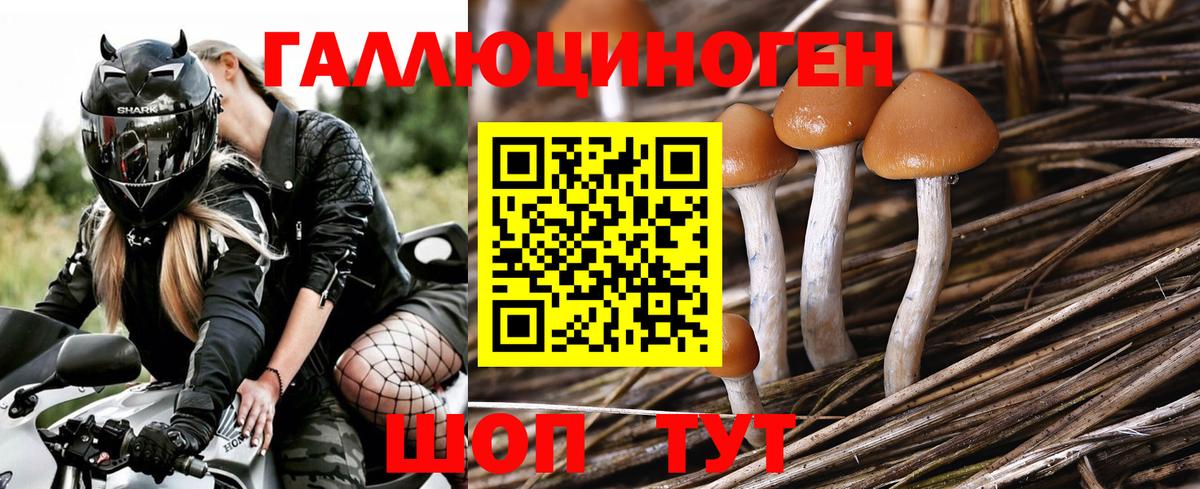 Псилоцибиновые грибы Psilocybine cubensis Светлоград